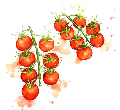 Tomatenzeichnung für Kinder mit Bleistift, Farben