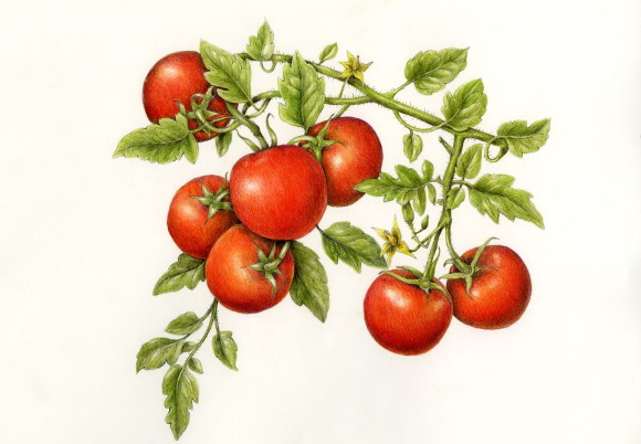 Tomatenzeichnung für Kinder mit Bleistift, Farben