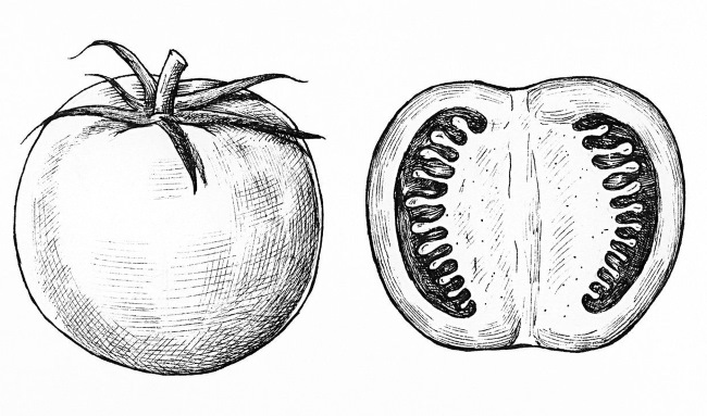 Tomatenzeichnung für Kinder mit Bleistift, Farben