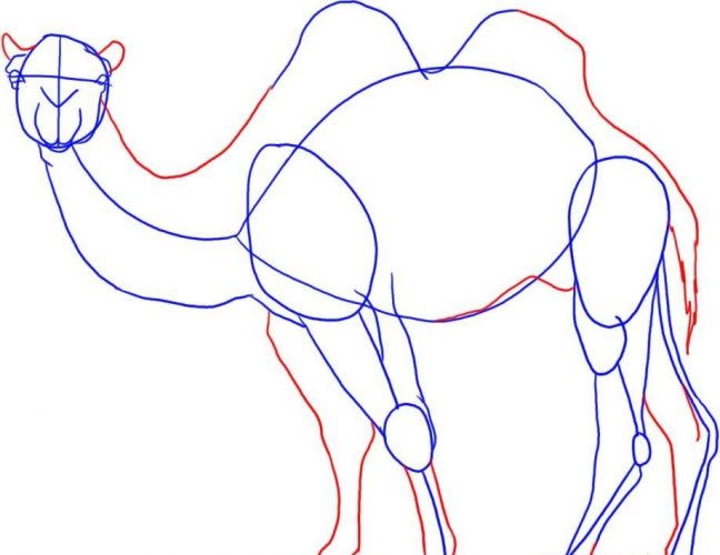 Kamel zeichnen für Kinder mit Bleistift Schritt für Schritt