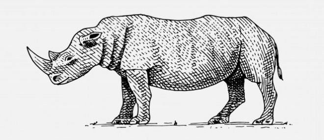 Nashorn zeichnen für Kinder mit Bleistift Schritt für Schritt