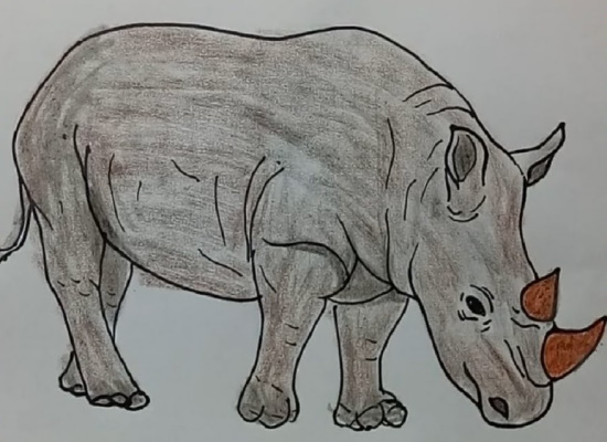 Nashorn zeichnen für Kinder mit Bleistift Schritt für Schritt
