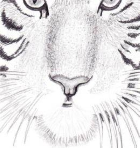 Amurtiger Bleistiftzeichnung für Kinder