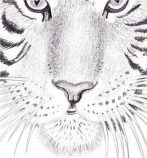 Amurtiger Bleistiftzeichnung für Kinder