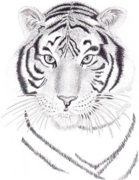 Amurtiger Bleistiftzeichnung für Kinder