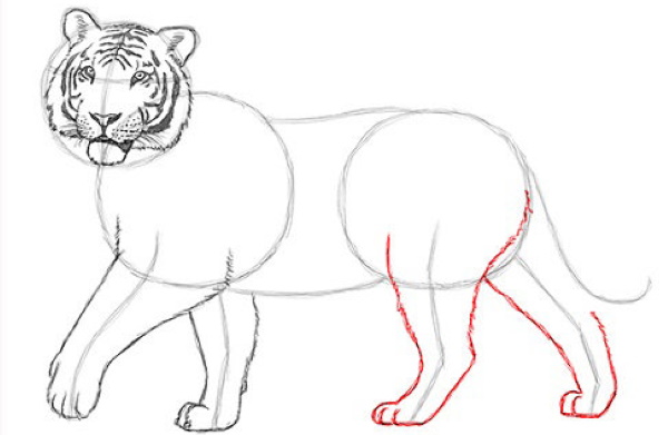 Amurtiger Bleistiftzeichnung für Kinder