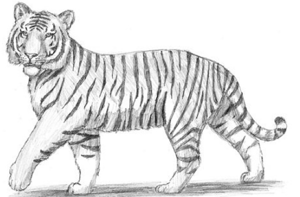 Amurtiger Bleistiftzeichnung für Kinder