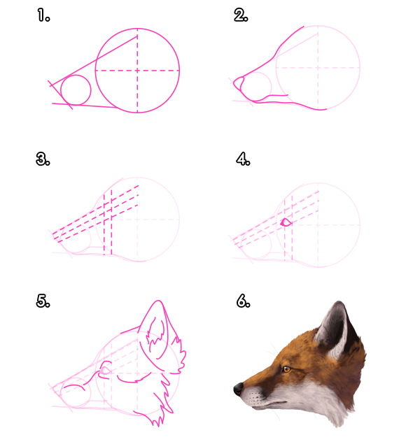 Fuchsgesicht zeichnen für Kinder mit Bleistift Schritt für Schritt