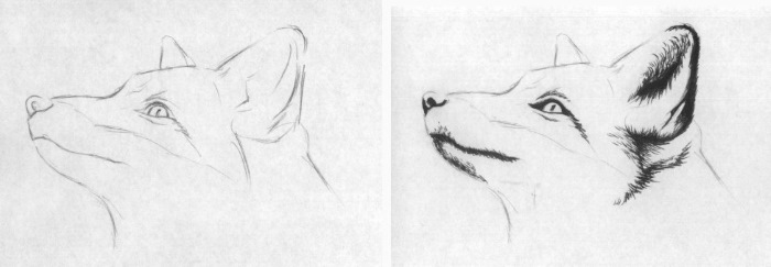 Fuchsgesicht zeichnen für Kinder mit Bleistift Schritt für Schritt