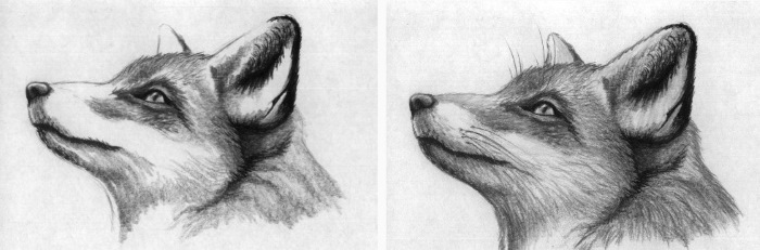 Fuchsgesicht zeichnen für Kinder mit Bleistift Schritt für Schritt