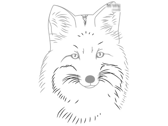 Fuchsgesicht zeichnen für Kinder mit Bleistift Schritt für Schritt