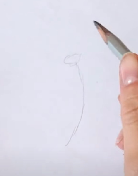 ציור קמומיל לילדים בעיפרון שלב אחר שלב