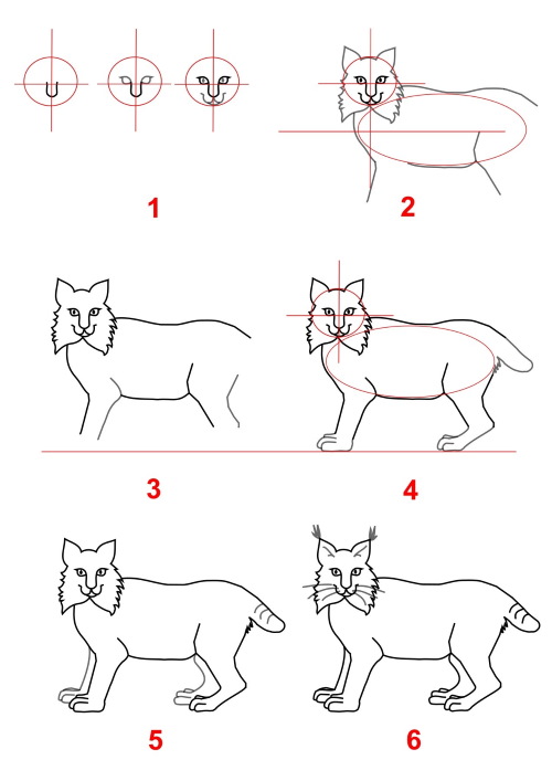 Luchs - Schritt für Schritt zeichnen für Kinder mit Bleistift
