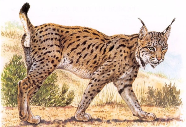 Luchs - Schritt für Schritt zeichnen für Kinder mit Bleistift