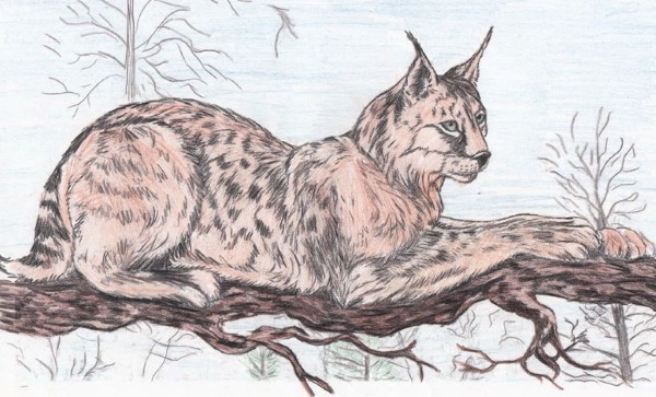Luchs - Schritt für Schritt zeichnen für Kinder mit Bleistift