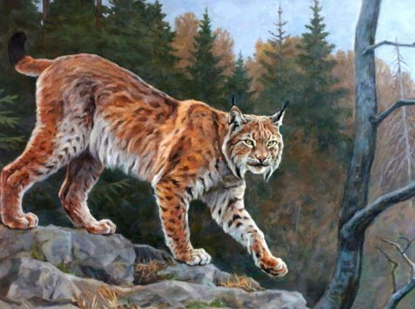 Luchs - Schritt für Schritt zeichnen für Kinder mit Bleistift