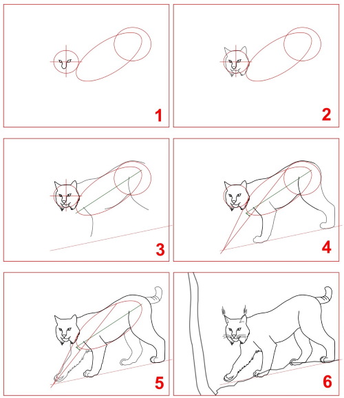 Luchs - Schritt für Schritt zeichnen für Kinder mit Bleistift