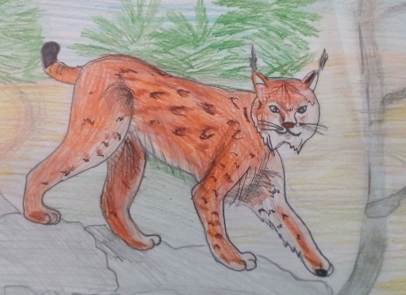 Luchs - Schritt für Schritt zeichnen für Kinder mit Bleistift