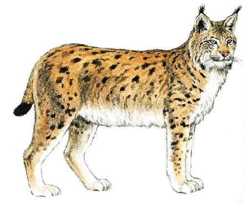 Luchs - Schritt für Schritt zeichnen für Kinder mit Bleistift