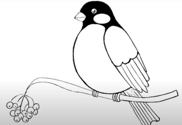 Bullfinch on a branch drawing for children with paints, pencil