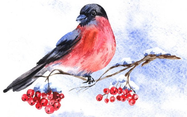 Bullfinch on a branch drawing for children with paints, pencil