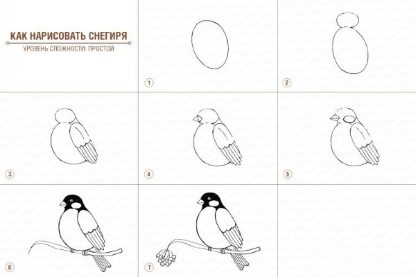 Bullfinch on a branch drawing for children with paints, pencil