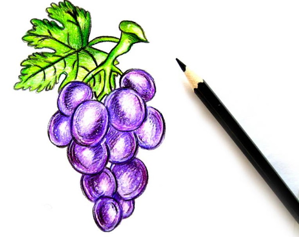 Trauben zeichnen für Kinder mit Bleistift Schritt für Schritt