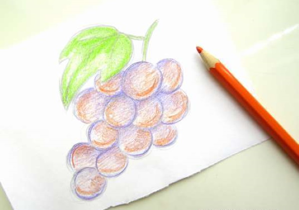 Trauben zeichnen für Kinder mit Bleistift Schritt für Schritt