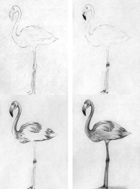Flamingo zeichnen für Kinder mit Bleistift Schritt für Schritt