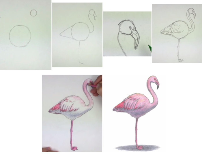 Flamingo zeichnen für Kinder mit Bleistift Schritt für Schritt