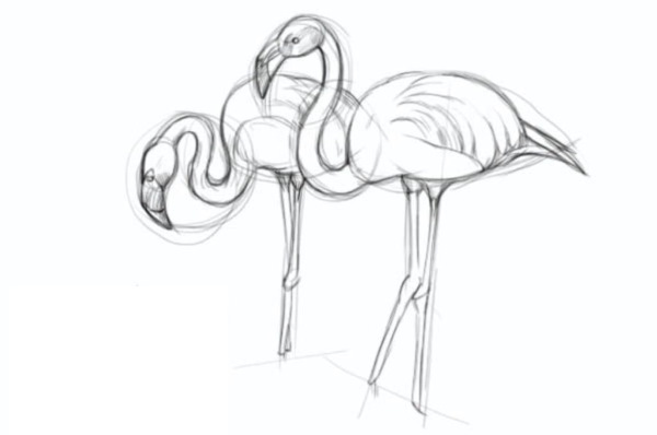 Flamingo zeichnen für Kinder mit Bleistift Schritt für Schritt