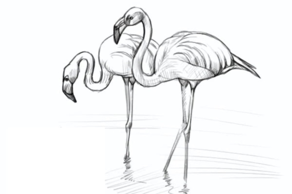 Flamingo zeichnen für Kinder mit Bleistift Schritt für Schritt