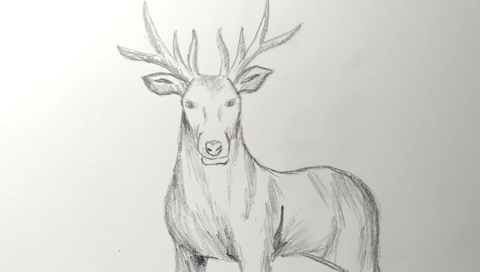 Come immagino la tundra. Disegni, Il mondo intorno a noi