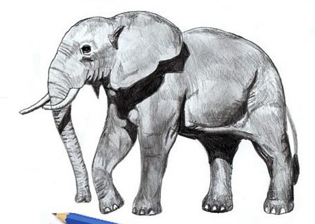 Elefantenzeichnung für Kinder mit Bleistift, auf transparentem Hintergrund, Färbung