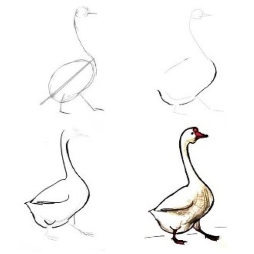 Gans zeichnen für Kinder mit Bleistift Schritt für Schritt
