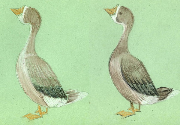 Gans zeichnen für Kinder mit Bleistift Schritt für Schritt