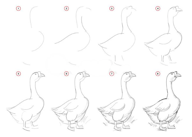 Gans zeichnen für Kinder mit Bleistift Schritt für Schritt