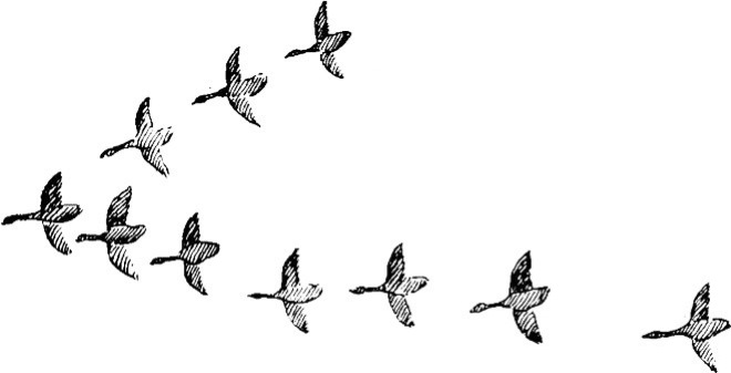 Gans zeichnen für Kinder mit Bleistift Schritt für Schritt