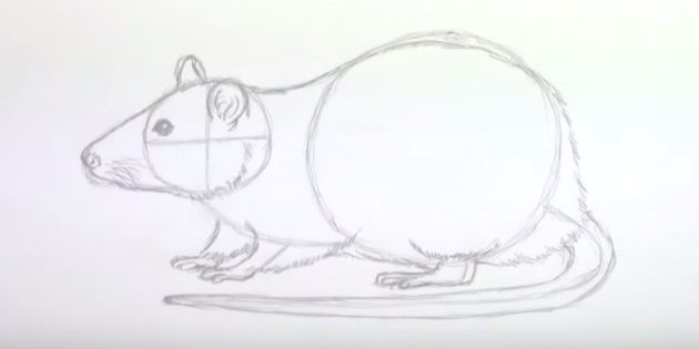 Maus zeichnen für Kinder mit Bleistift Schritt für Schritt
