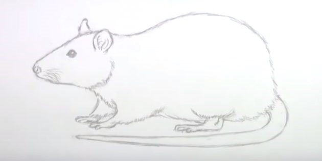Maus zeichnen für Kinder mit Bleistift Schritt für Schritt