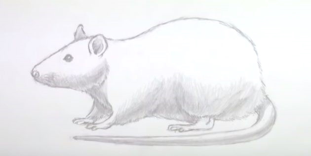 Maus zeichnen für Kinder mit Bleistift Schritt für Schritt