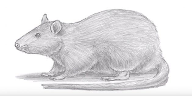Maus zeichnen für Kinder mit Bleistift Schritt für Schritt