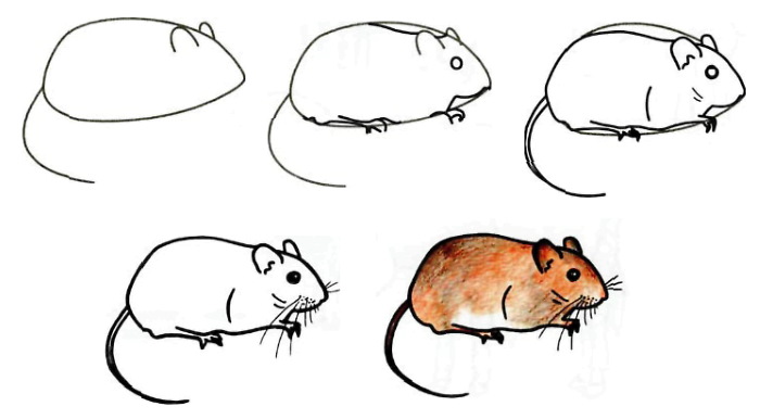 Maus zeichnen für Kinder mit Bleistift Schritt für Schritt