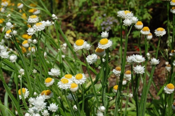 Sträuße aus getrockneten Blumen. Fotos, DIY-Kompositionen für Anfänger