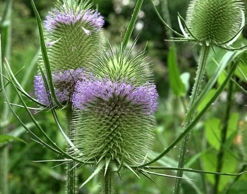Sträuße aus getrockneten Blumen. Fotos, DIY-Kompositionen für Anfänger