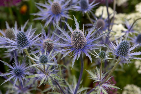 Sträuße aus getrockneten Blumen. Fotos, DIY-Kompositionen für Anfänger