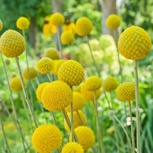 Sträuße aus getrockneten Blumen. Fotos, DIY-Kompositionen für Anfänger