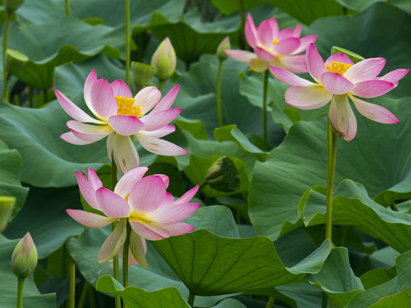 Sträuße aus getrockneten Blumen. Fotos, DIY-Kompositionen für Anfänger