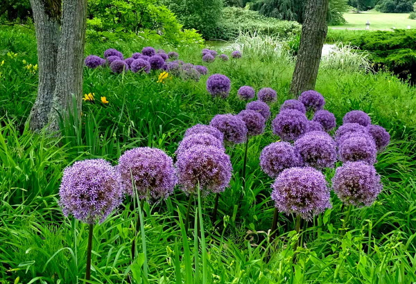 Sträuße aus getrockneten Blumen. Fotos, DIY-Kompositionen für Anfänger