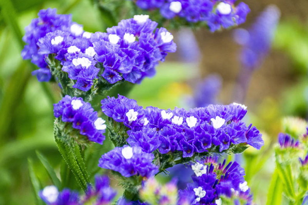 Sträuße aus getrockneten Blumen. Fotos, DIY-Kompositionen für Anfänger